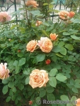 Abraham Darby Abraham Darby