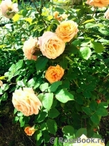 Abraham Darby Abraham Darby