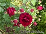 Highgrove Highgrove