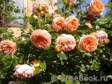 Abraham Darby Abraham Darby