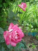 Rose Gaujard Rose Gaujard