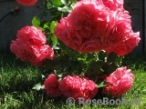 Rosarium Uetersen Rosarium Uetersen
