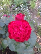 Traviata Traviata