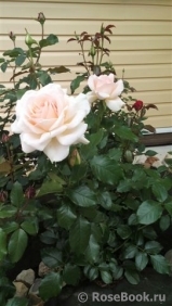 Chandos Beauty Chandos Beauty
