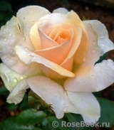 Pride and Prejudice Pride and Prejudice