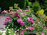 Princess Anne Princess Anne