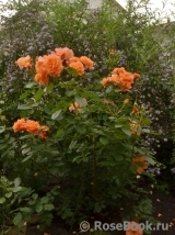 Westerland Westerland