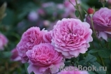 Princess Alexandra of Kent Princess Alexandra of Kent