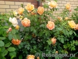 Lady of Shalott Lady of Shalott