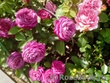 Heidi Klum Rose Heidi Klum Rose