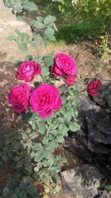 Johann Wolfgang von Goethe Rose® Johann Wolfgang von Goethe Rose®