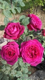 Johann Wolfgang von Goethe Rose® Johann Wolfgang von Goethe Rose®