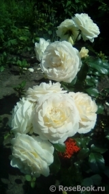 Marie Antoinette Marie Antoinette
