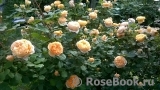 Crown Princess Margareta® Crown Princess Margareta®