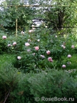 Abraham Darby Abraham Darby