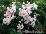Heavenly Pink Heavenly Pink