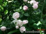 Hans Gonewein Rose Hans Gonewein Rose