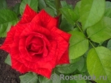 Red Intuition Red Intuition