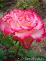 Spanish Dancer Spanish Dancer
