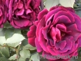 Crimson Glory Cl. Crimson Glory Cl.