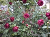 Crimson Glory Cl. Crimson Glory Cl.