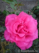 Vin Rose Vin Rose