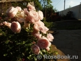 Hans Gonewein Rose Hans Gonewein Rose