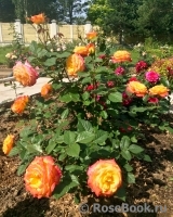 Gartenspass ® Gartenspass ®