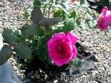 Johann Wolfgang von Goethe Rose® Johann Wolfgang von Goethe Rose®