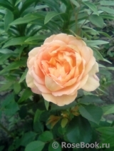 Lady of Shalott Lady of Shalott