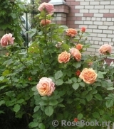 Abraham Darby Abraham Darby