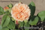 Crown Princess Margareta® Crown Princess Margareta®
