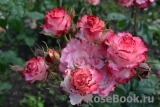Spanish Dancer