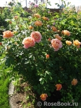 Lady of Shalott Lady of Shalott