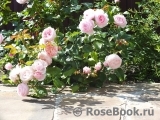 Hans Gonewein Rose Hans Gonewein Rose