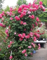 Rosarium Uetersen Rosarium Uetersen