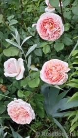 Abraham Darby Abraham Darby