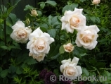Chandos Beauty Chandos Beauty