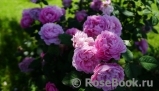 Mary Rose Mary Rose