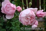 The Alnwick Rose The Alnwick Rose