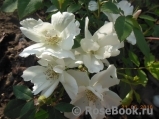 Morden Snowbeauty Morden Snowbeauty