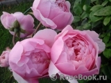 The Alnwick Rose The Alnwick Rose