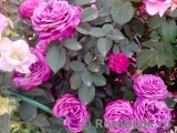 Heidi Klum Rose Heidi Klum Rose