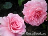 Tickled Pink Tickled Pink
