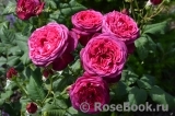 Johann Wolfgang von Goethe Rose® Johann Wolfgang von Goethe Rose®