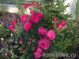 Johann Wolfgang von Goethe Rose® Johann Wolfgang von Goethe Rose®
