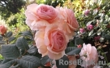 A Shropshire Lad A Shropshire Lad