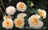 English Garden® English Garden®