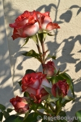 Blush Blush