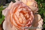 Lady of Shalott Lady of Shalott